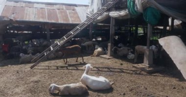 Çatısı ve barınağı olan açık bir keçi ahırı 