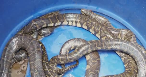 Close Living Snakes Caught Blue Barrel — Stock Video