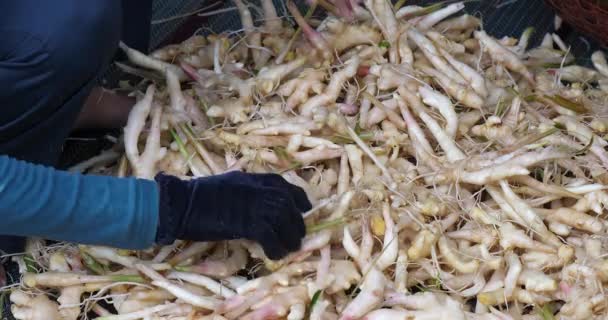 Woman Sitting Ground Carefully Sorting Freshly Picked Ginger — Stock Video