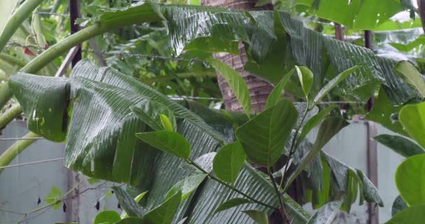 Close Tropical Plants Banana Leaves Soaked Rain — Stock Video
