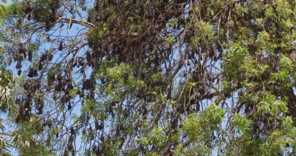 나무에서 박쥐의 클로즈업 — 비디오