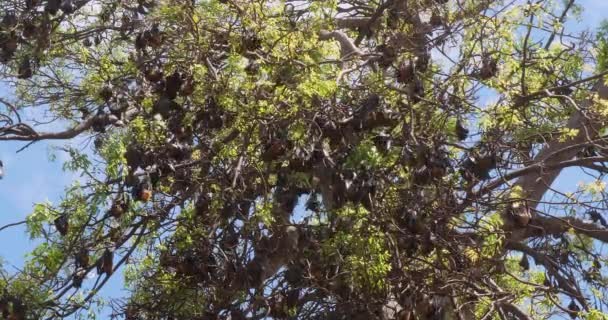 Κλείσιμο Νυχτερίδων Που Κρέμονται Από Δέντρα — Αρχείο Βίντεο