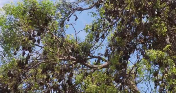 Μέτρια Βολή Νυχτερίδων Που Κρέμονται Από Δέντρα — Αρχείο Βίντεο