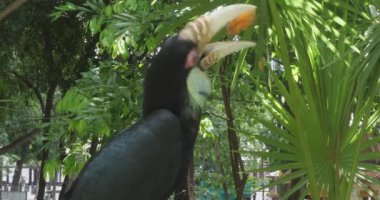 Bir turist tarafından verilen tatlı patatesi yiyen çelenkli bir boynuz gagasının yakın çekimi..