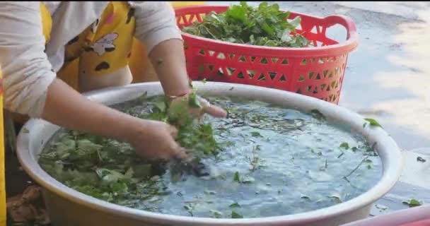 女性のクローズアップは 水でコリアンダー バジル ミントの葉を掃除しています — ストック動画