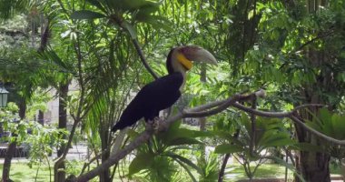 Bir ağacın dalına konmuş bir boynuz gagasına yakın çekim