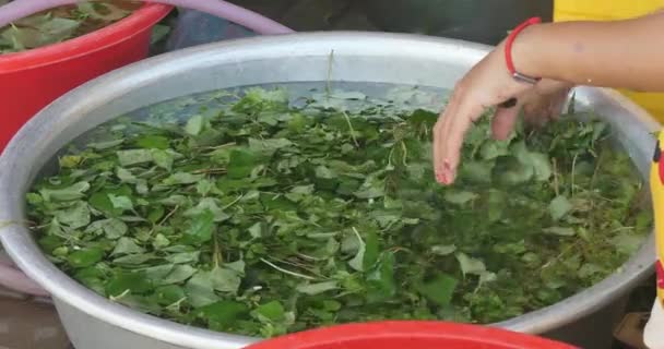 Nahaufnahme Von Chamäleon Koriander Basilikumblättern Wasser Einem Becken Getränkt — Stockvideo
