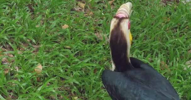 Achteraanzicht Van Een Neushoornvogel Het Grasveld Van Het Park — Stockvideo