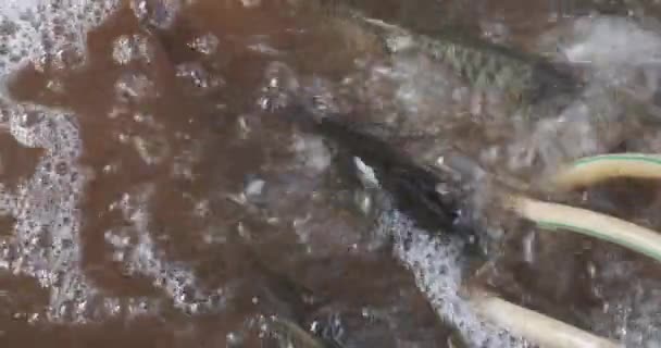 Nahaufnahme Von Fischen Die Einem Becken Mit Rohren Auf Dem — Stockvideo