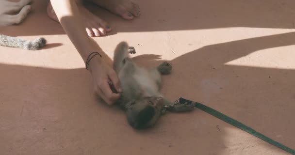Een Toerist Aaien Een Baby Aap Die Zijn Rug Ligt — Stockvideo
