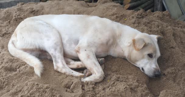 Close Mixed Breed Dog Sleeping Pile Sand — Stock Video