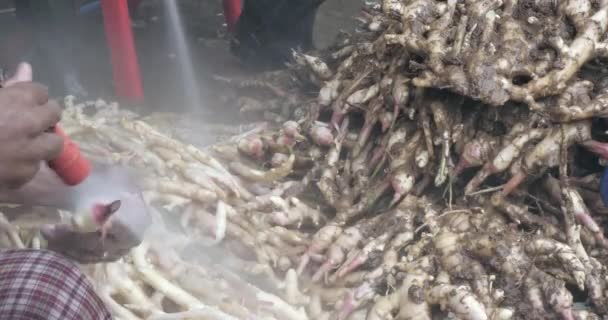 新鲜采摘的生姜根用软管水洗干净 — 图库视频影像