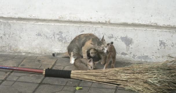 Mother Cat Licking His Kitties Street — Stock Video
