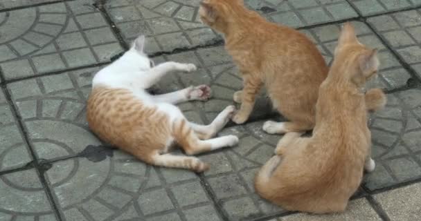 Close Kitties Playing Street — Stock Video