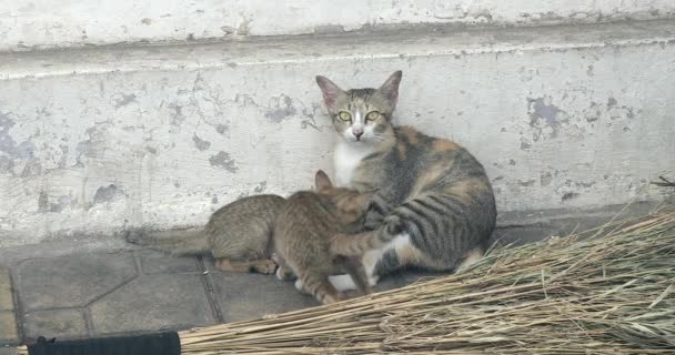 Close Kitties Suckling His Mother Cat Street — Stock Video