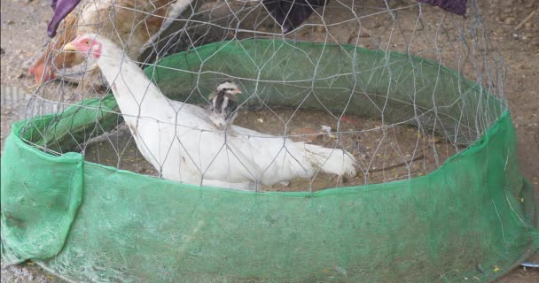 Cewek Kecil Bertengger Belakang Ibunya Ayam Putih Dalam Sangkar Kawat — Stok Video