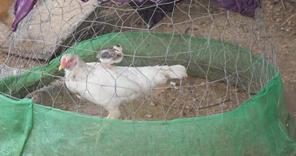 幼小的小鸡栖息在它母亲的背上 一只白色的母鸡 在铁丝笼里 — 图库视频影像