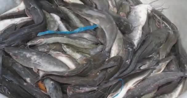 Крупным Планом Продавца Рыбы Выбирающего Свежую Сому Бассейна — стоковое видео