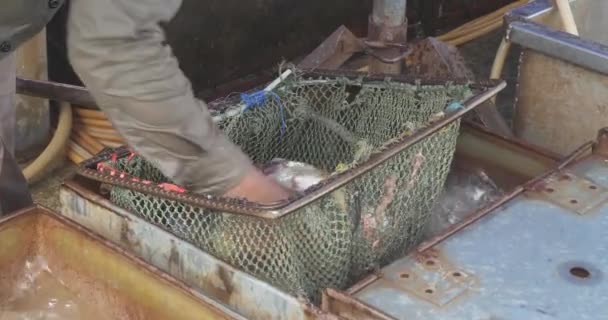 Närbild Fiskhandlare Med Nät Som Väljer Färsk Fisk Från Vattentank — Stockvideo