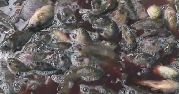 Nahaufnahme Von Süßwasserfischen Tilapia Becken Die Auf Dem Markt Verkauft — Stockvideo