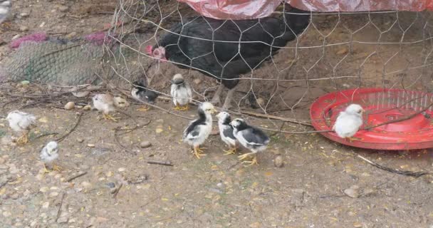 Little Chicks Cage Iron Hen — Stock Video