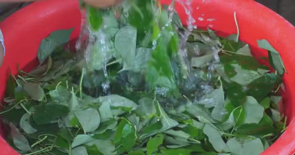 Close Folhas Camaleão Lavadas Coloca Uma Cesta Plástico — Vídeo de Stock