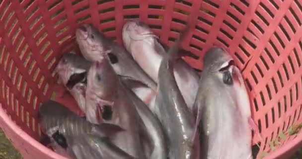Nahaufnahme Eines Fischverkäufers Legt Katzenfische Den Korb — Stockvideo
