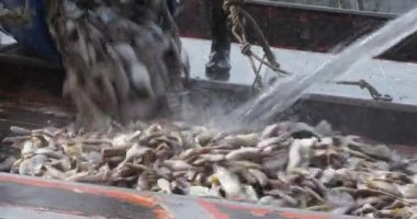 Balıkçıların bir balıkçı teknesinin güvertesine balık boşalttığı yakın çekim.