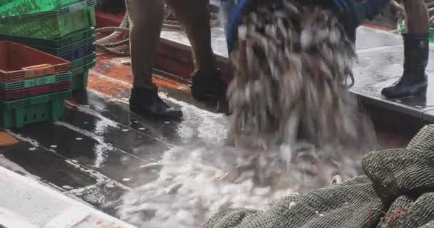 Balıkçıların Bir Balıkçı Teknesinin Güvertesine Balık Boşalttığı Yakın Çekim — Stok video