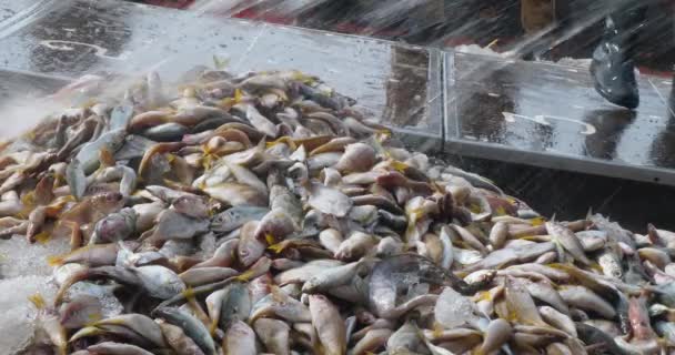 Rybář Zavlažuje Náklad Ryb Palubě Rybářské Lodi — Stock video