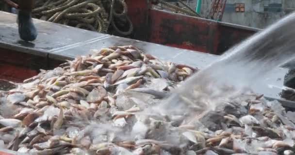 Primer Plano Pescador Regando Una Carga Pescado Mientras Otro Recoge — Vídeos de Stock