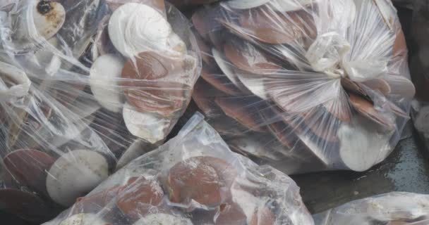 Frische Rohe Asiatische Jakobsmuscheln Schalen Plastiktüten — Stockvideo