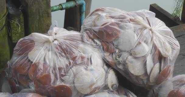Φρέσκα Ωμά Ασιατικά Χτένια Πλαστικές Σακούλες Φόντο Θάλασσα — Αρχείο Βίντεο