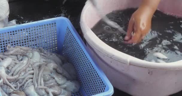 Kvinnliga Skurar Bläckfiskar Ett Avrinningsområde Med Kallt Vatten — Stockvideo