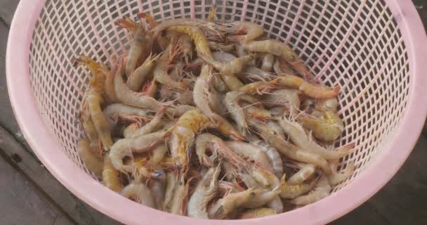 Crevettes Lavées Dans Panier Plastique — Video