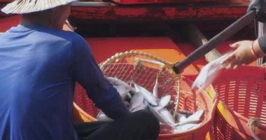  Balıkçı, balıkçı teknesine yüklenmiş büyük bir soğutucudan plastik bir sepetin içine balık boşaltıyor.