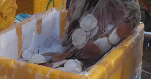 Nahaufnahme Frischer Asiatischer Jakobsmuscheln Schalen Die Eine Styroporbox Gelegt Werden — Stockvideo