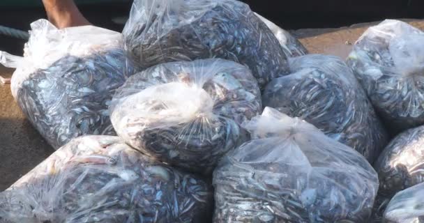 Der Fischer Wirft Plastiktüten Mit Kleinen Fischen Auf Das Dock — Stockvideo