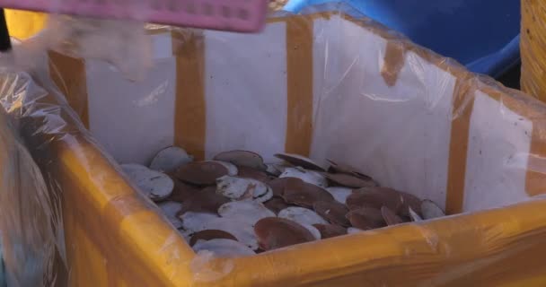 Close Vieiras Asiáticas Frescas Conchas Uma Caixa Poliestireno Com Gelo — Vídeo de Stock