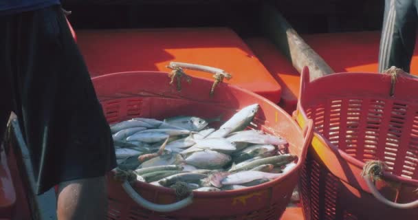 Perto Pescador Está Descarregando Peixe Grande Refrigerador Instalado Barco Pesca — Vídeo de Stock