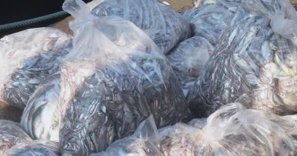 Pescador Arroja Bolsas Plástico Llenas Pequeños Peces Muelle Del Puerto — Vídeo de stock