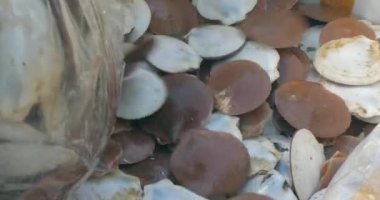 Bir sandığa konan kabuklarındaki taze Asya deniz taraklarının aşırı yakın çekimi.