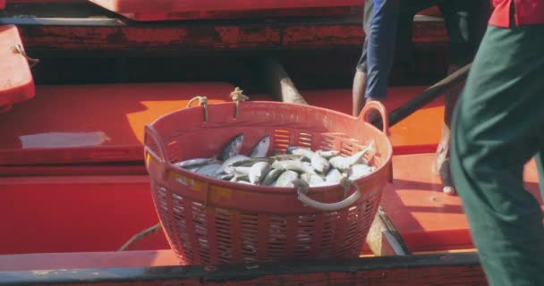 Halászok Közelsége Halkirakodás Halászhajóba Szerelt Nagy Hűtőszekrényből Egy Hálóval Ellátott — Stock videók