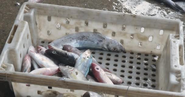 Крупним Планом Рибалка Вкладає Дрібну Рибу Пластикову Ящик — стокове відео