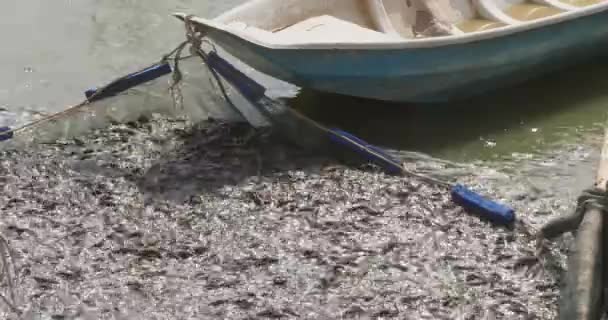 Sværmer Baby Havkat Rejst Fiskefarm Lille Med Lille Båd Fastgjort – Stock-video