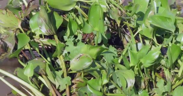 Close Water Hyacinth Floating River — Stock Video