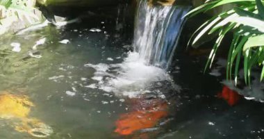 Renkli balıklara yakın durgun koi havuzunun sularında yüzen, yemyeşil bitkiler ve yumuşak bir şelale ile süslenmiş