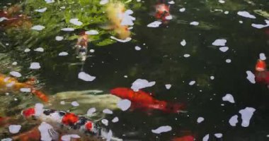 Sakin koi havuzunun sakin sularında yüzen renkli balıklara yakın..