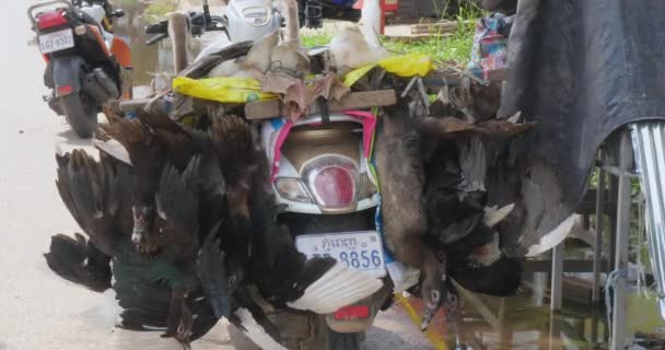 Kampong Chnang Camboya 2023 Vista Trasera Una Motocicleta Con Gansos — Vídeos de Stock