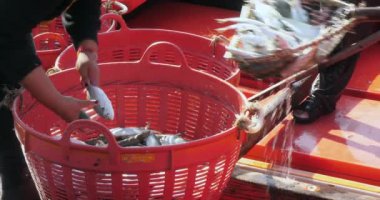 Balıkçıların, balıkçı teknesine yüklenmiş büyük soğutuculardan balık boşaltıp, ağlı iki plastik sepetin içine yerleştirdikleri, sıralanmayı bekleyen.... 